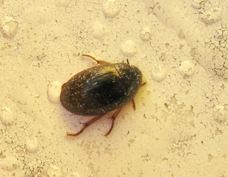 Hydrobius fuscipes.jpeg