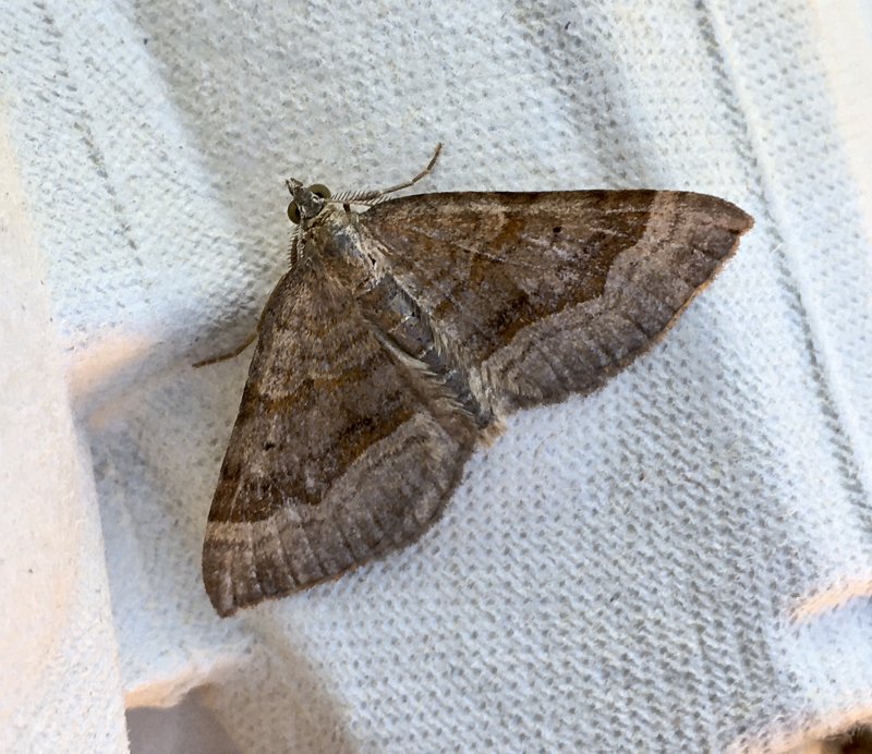 Vickerbackmtare - Scotopteryx chenopodiata.jpeg