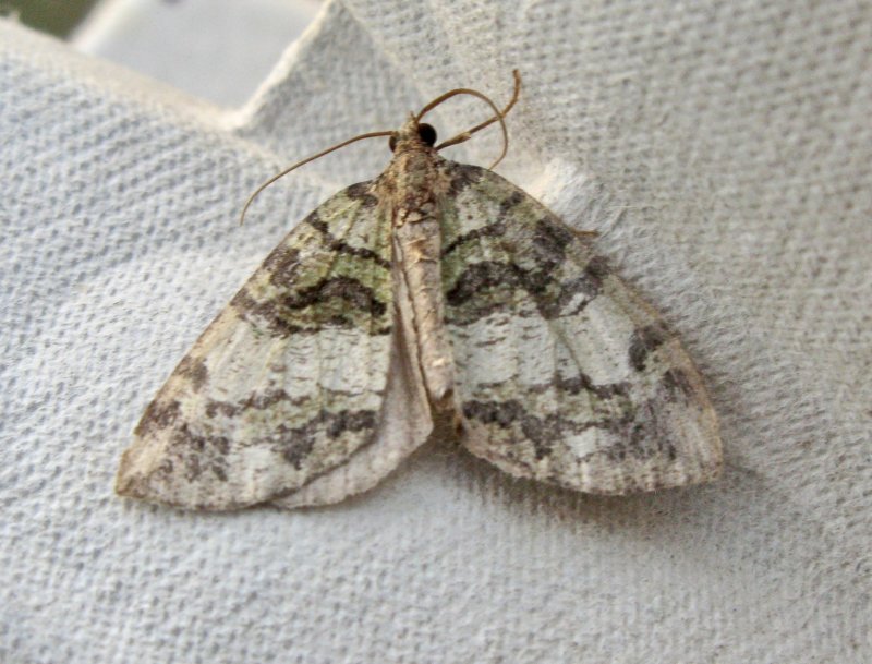 Vattrad fältmätare - Hydriomena furcata.jpeg