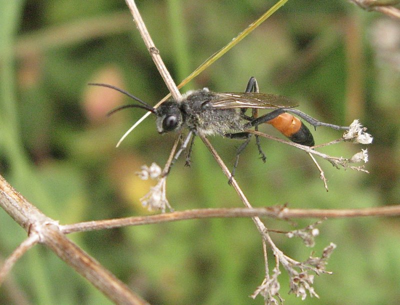 Podalonia hirsuta?.jpeg
