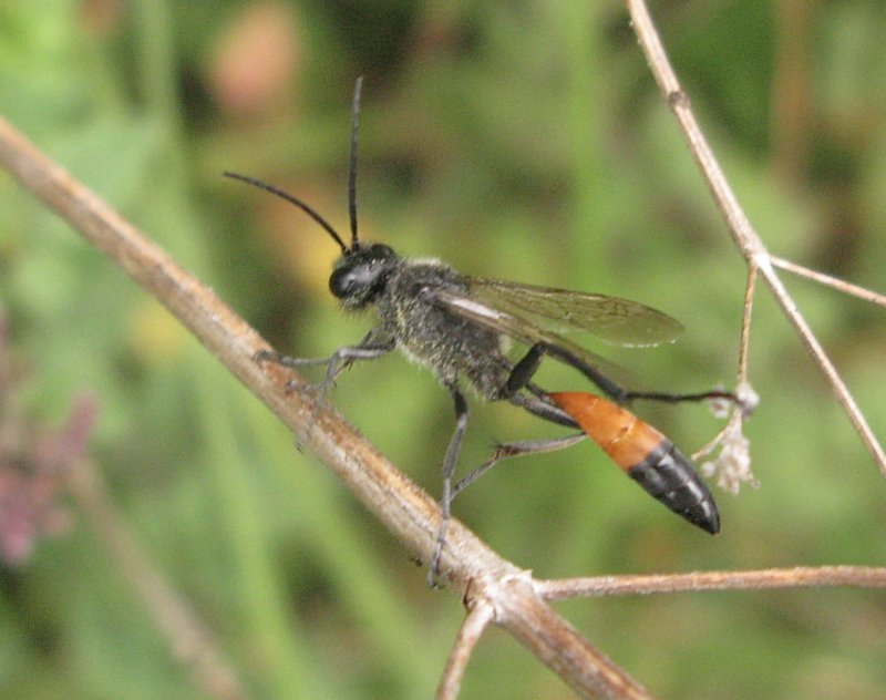 Ammophila sabulosa.jpeg