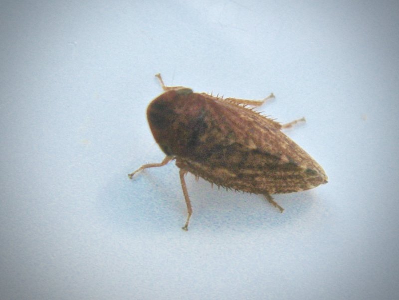 Aphrodes bicinctus.jpeg