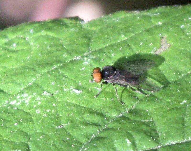 Platypeza consobrina jpeg