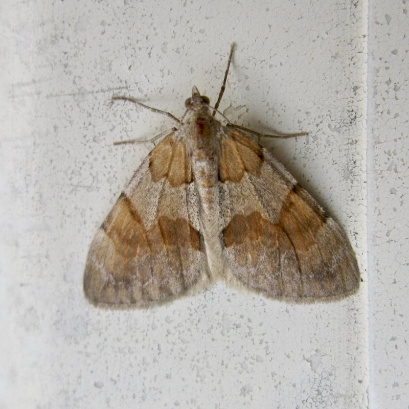 Brunbandad fältmätare - Pennithera firmata.jpeg