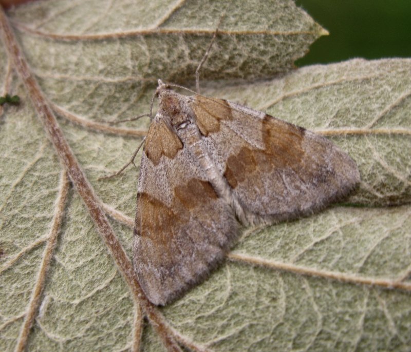 Brunbandad fältmätare - Pennithera firmata.jpeg