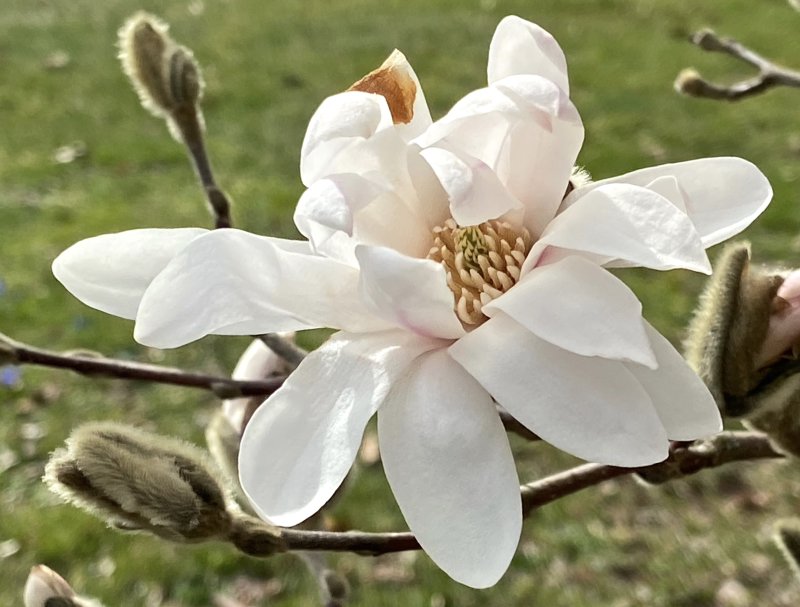 Magnolia.jpeg