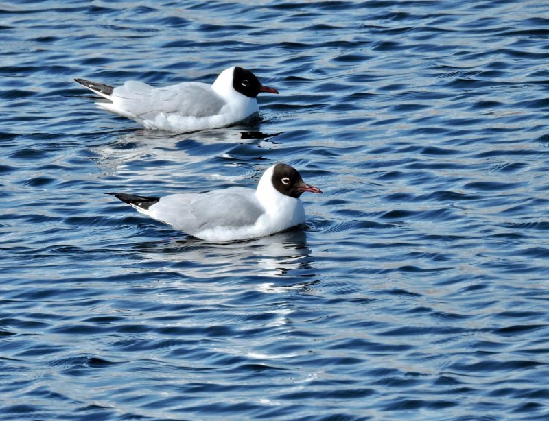 Blackheaded Gull - Larus ridibundus - Skrattms.jpg