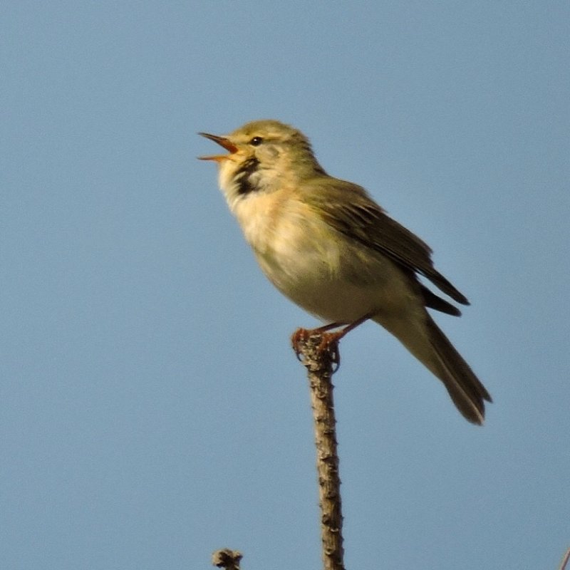 Willow warbler - Lvsngare.jpeg
