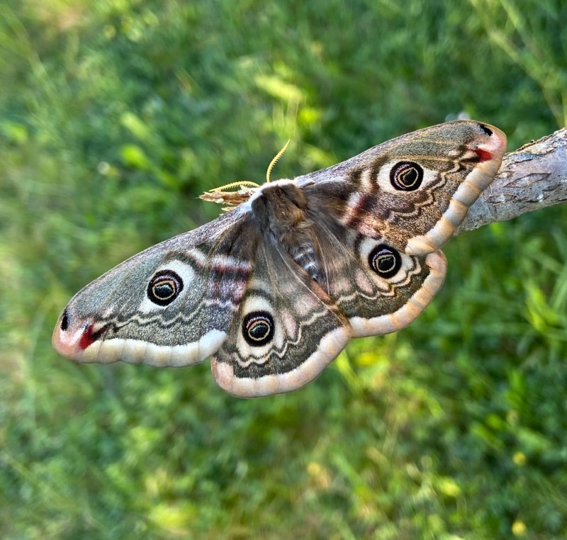 Mindre pfgelspinnare - Saturnia pavonia.jpeg