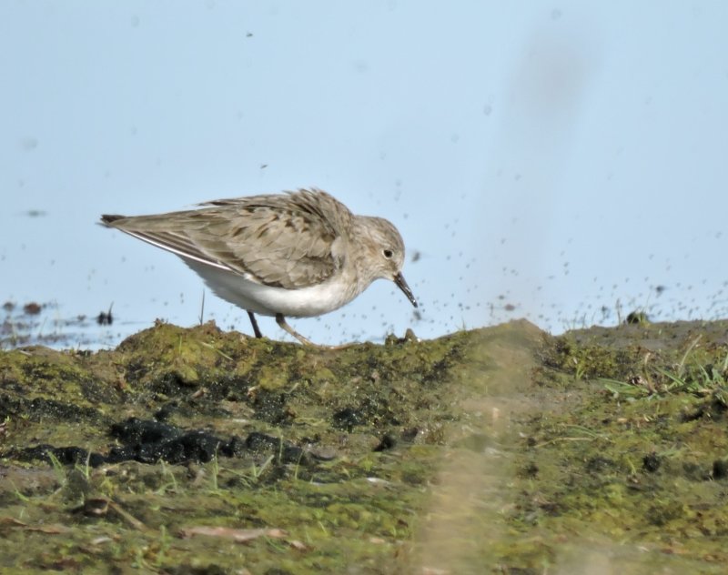 Mosnppa - Temmincks Stint.jpeg