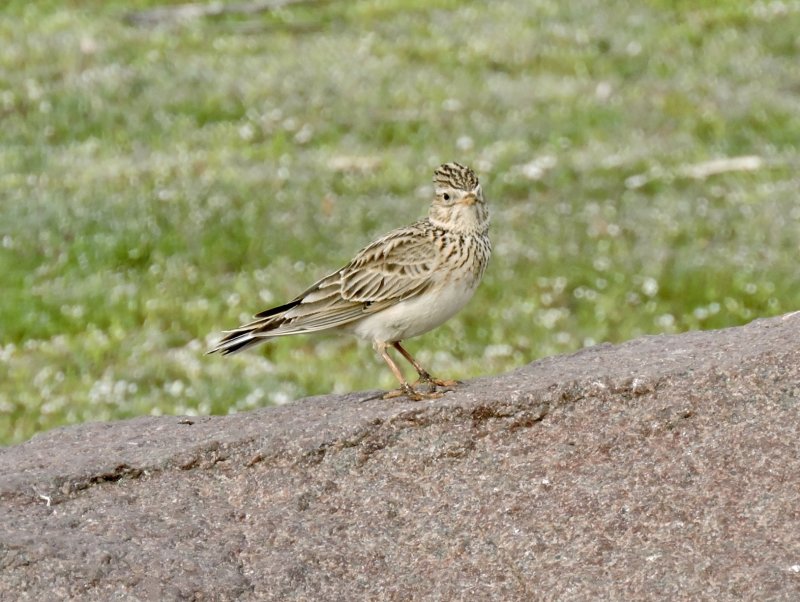 Eurasian Skylark - Snglrka.jpeg