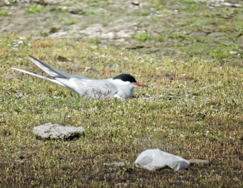 Terns