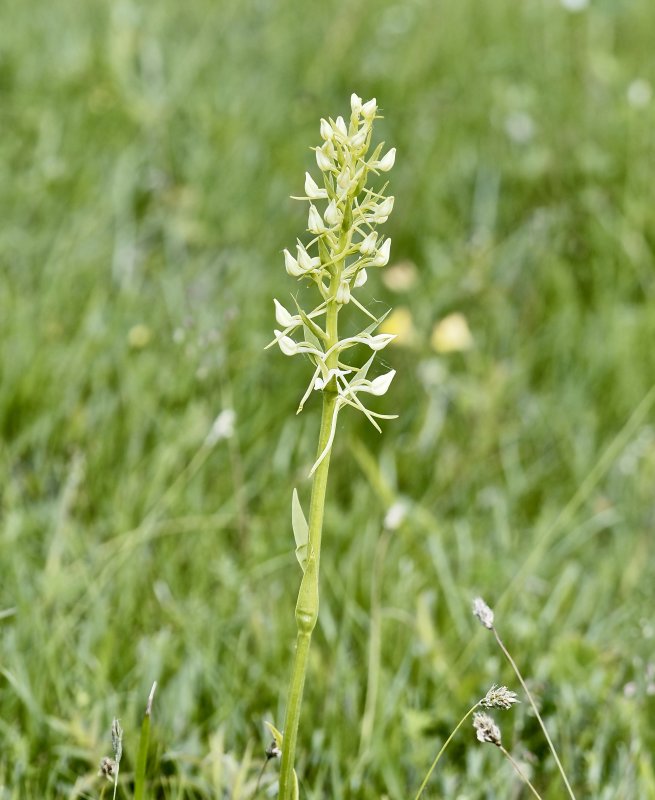 Skogsnattviol - Platanthera bifolia, ssp latifolia jpg