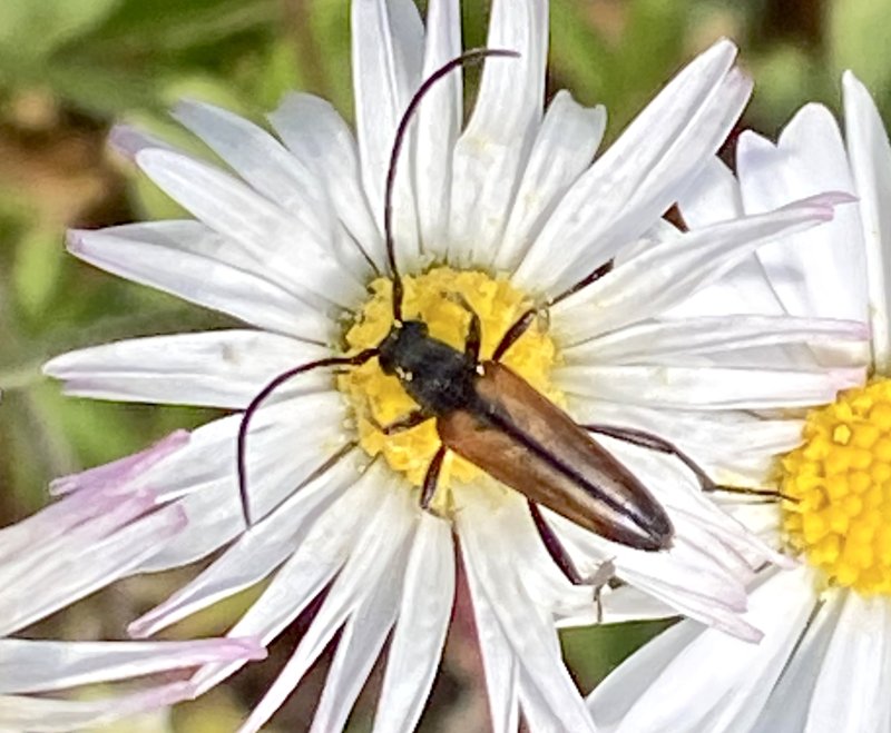 ngsblombock, female -  Stenurella melanura .jpg