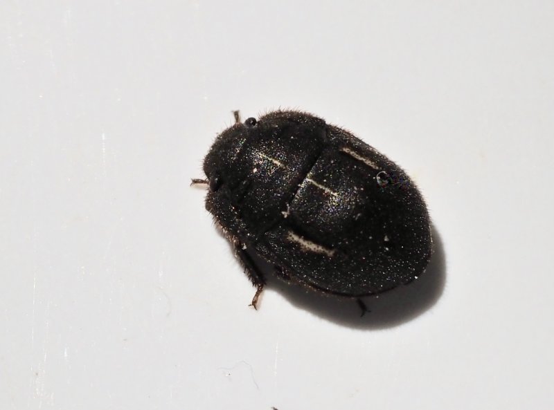 Scutelleridae - Skldskinnbaggar