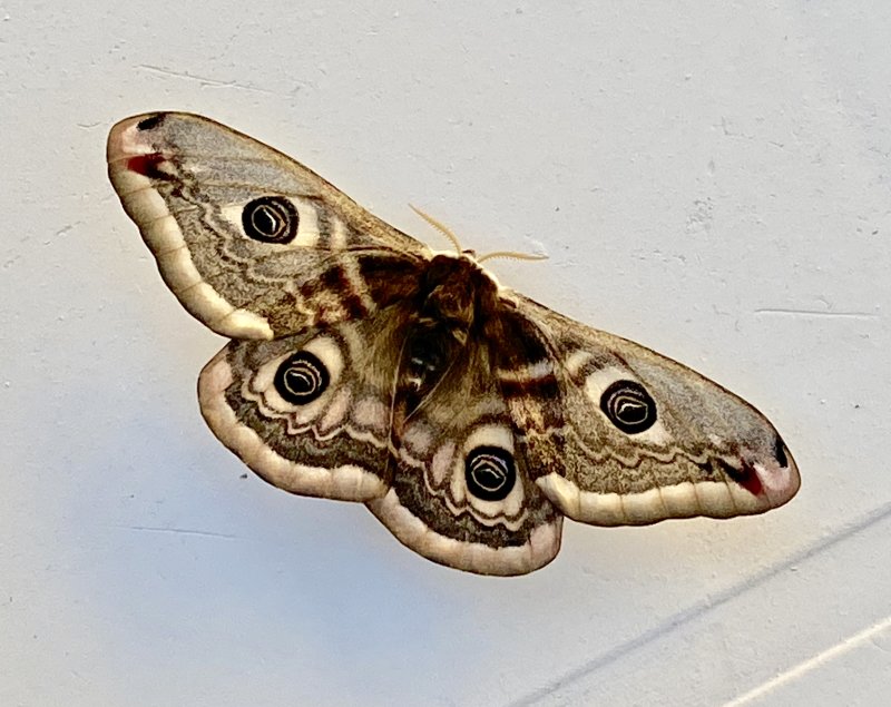 Mindre pfgelspinnare - Saturnia pavonia.jpeg