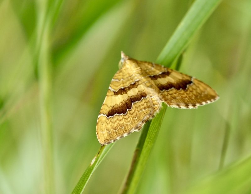 Gulvingad fältmätare - Camptogramma bilineata