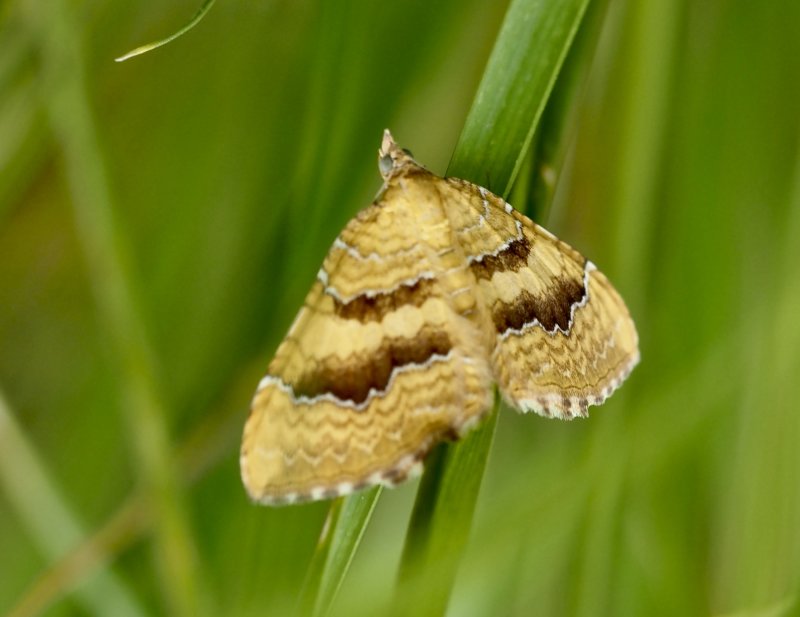 Gulvingad fältmätare - Camptogramma bilineata