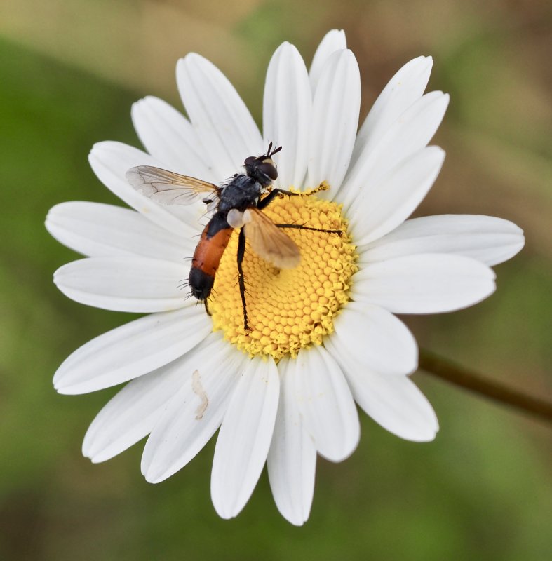 Cylindromyia brassicaria.jpeg