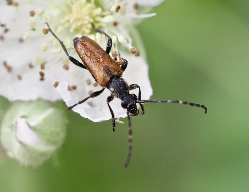 Flckhornad blombock. - Stictoleptura maculicornis - jpg