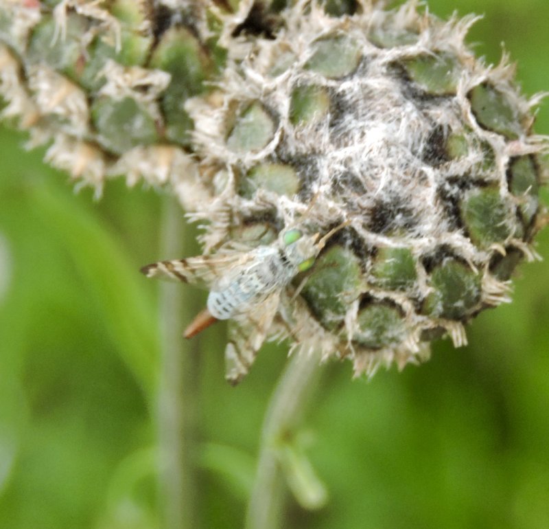 Terellia tussilaginis, female.jpeg