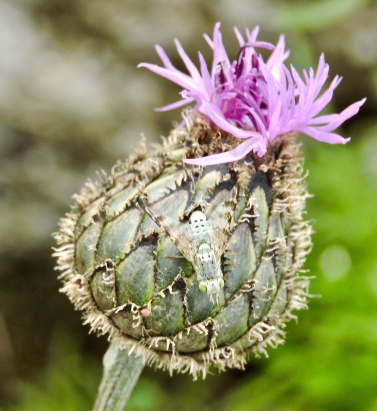 Terellia tussilaginis,male.jpeg