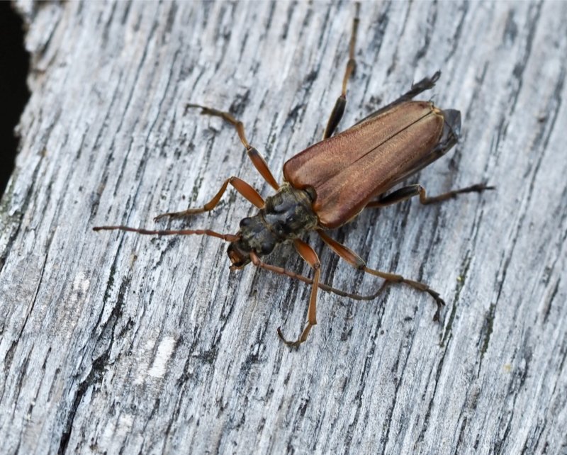 Lundbock - Stenocorus meridianus, hona