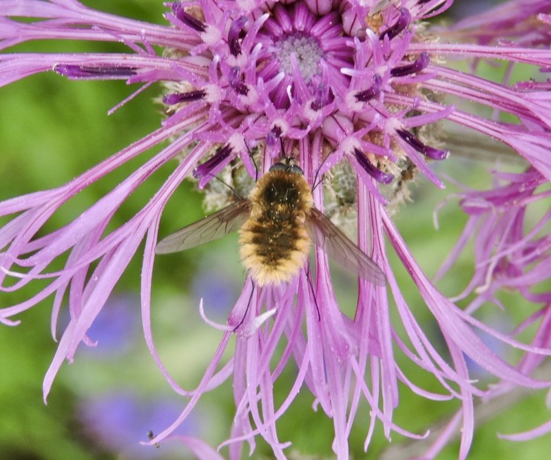 Systoechus ctenopterus
