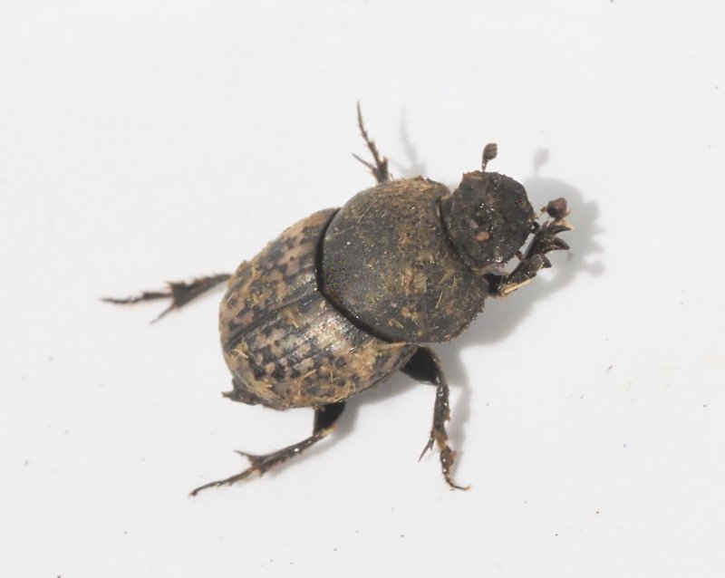 Onthophagus nuchicornis - Rakhorndyvel.jpg