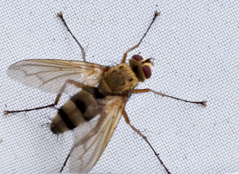 Dexiosoma caninum