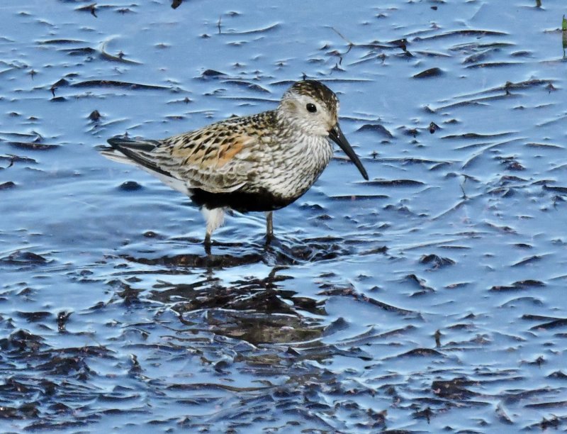 Krrsnppa - Dunlin.jpg