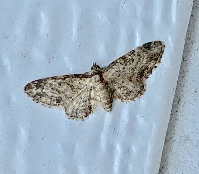Lnnmalmtare - Eupithecia inturbata.jpeg