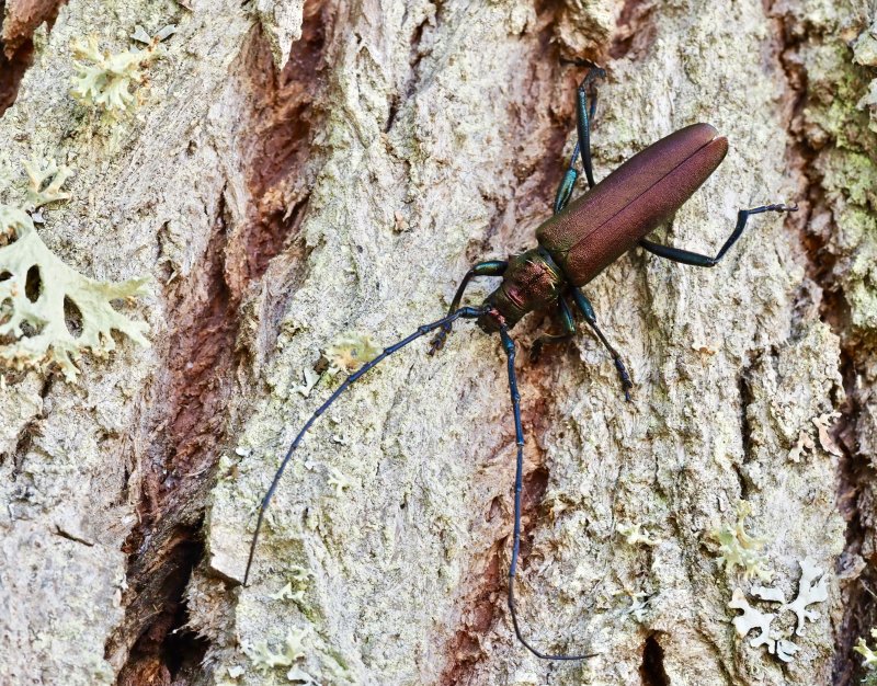 Myskbock - Aromia moschata jpg