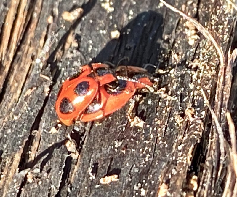 Endomychus cochineus - Fyrflckig svampbagge 3.jpg