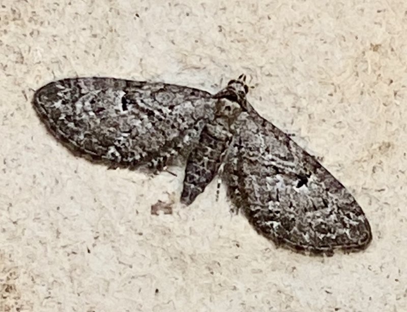 Lnnmalmtare - Eupithecia inturbata .jpeg