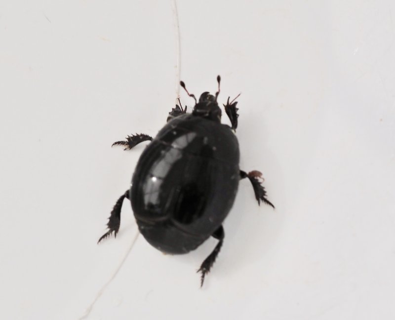 Storstumpbagge - Hister unicolor.jpeg