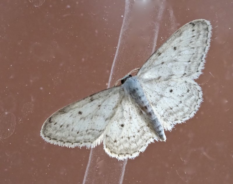 Rislvmtare - Idaea seriata.jpeg