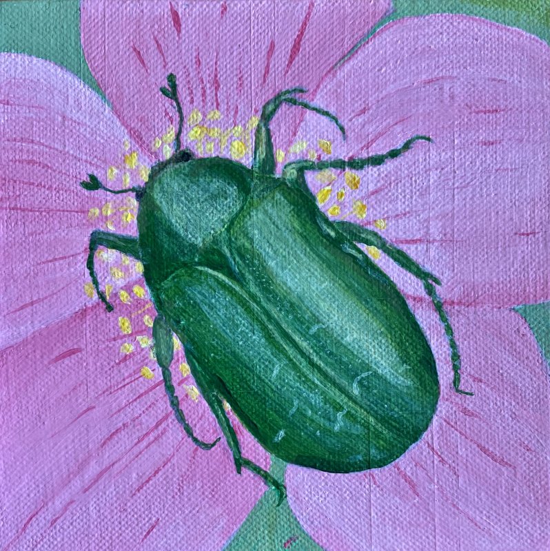 Guldbagge - Cetonia aurata.jpeg..jpeg