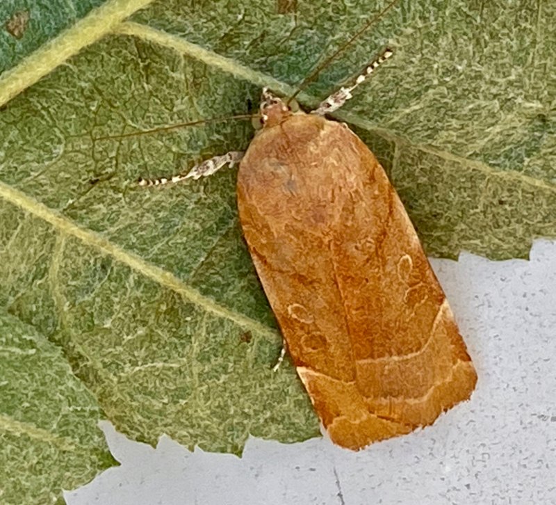 Bredbandat bandfly - Noctua fimbriata.jpeg