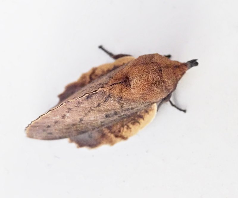 Rosfrgad bladspinnare - Gastropacha quercifoliajpeg