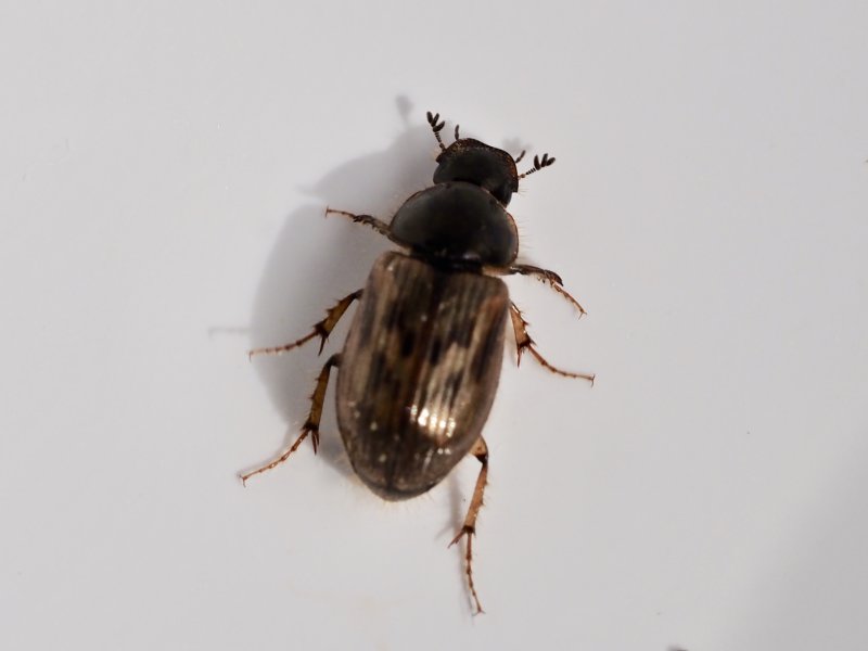 Aphodius contaminatus - Fransdyngbagge.jpeg