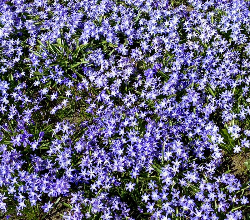 Stor vrstjrna - Scilla luciliae.jpeg