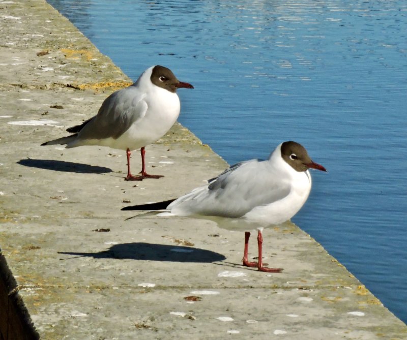 Blackheaded Gull - Larus ridibundus - Skrattms.jpg