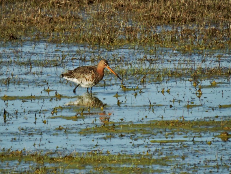 Black-tailed Godwit - Rdspov.jpeg