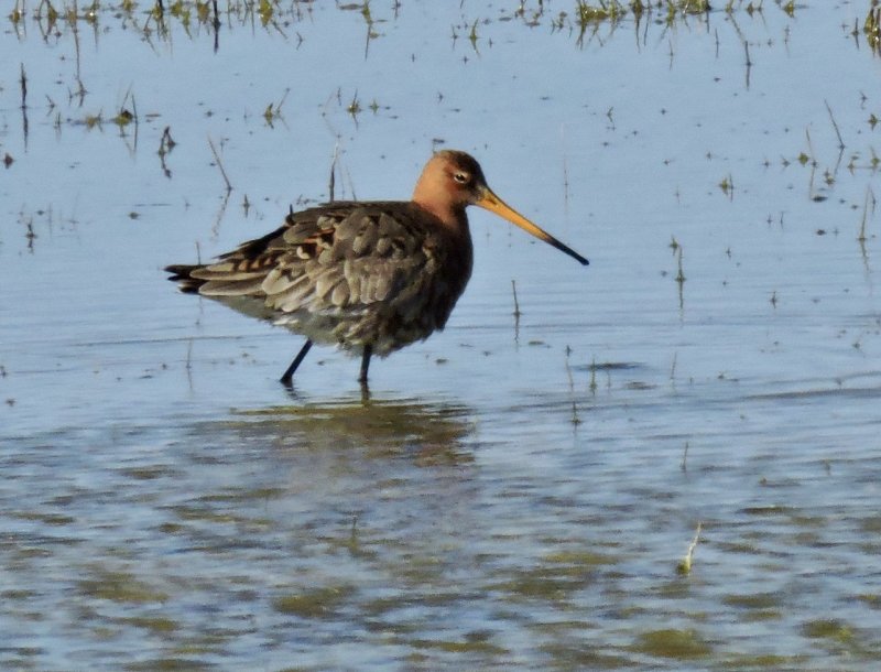 Black-tailed Godwit - Rdspov.jpeg