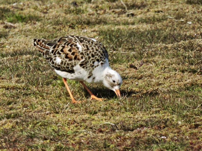 Ruff - Calidris pugnax - Brushane.jpg