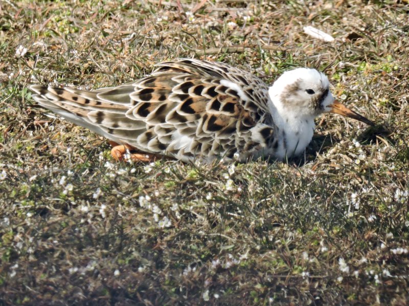 Ruff - Calidris pugnax - Brushane.jpg