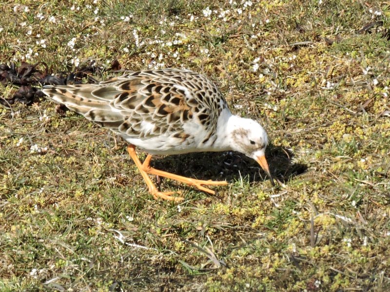 Ruff - Calidris pugnax - Brushane.jpg