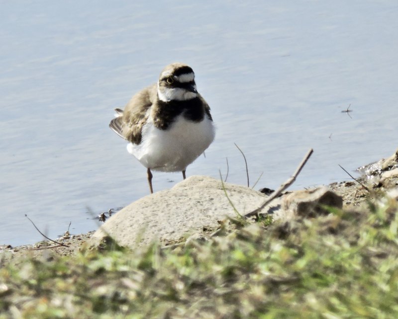 Little ringed Plover - Charadriius dubius  - Mindre strandpipare.jpeg