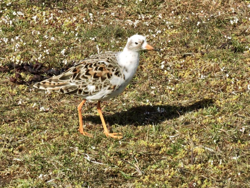 Ruff-Calidris pugnax- Brushane.jpeg